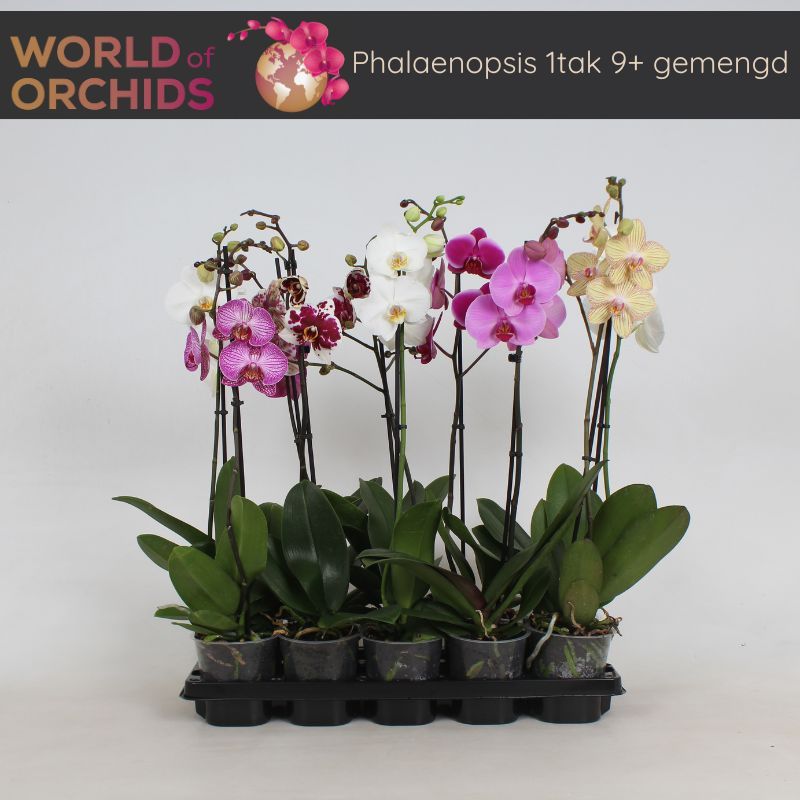 Phalaenopsis Gemengd 1 tak, 9+ Bloem, 55 - 70 cm, D 12