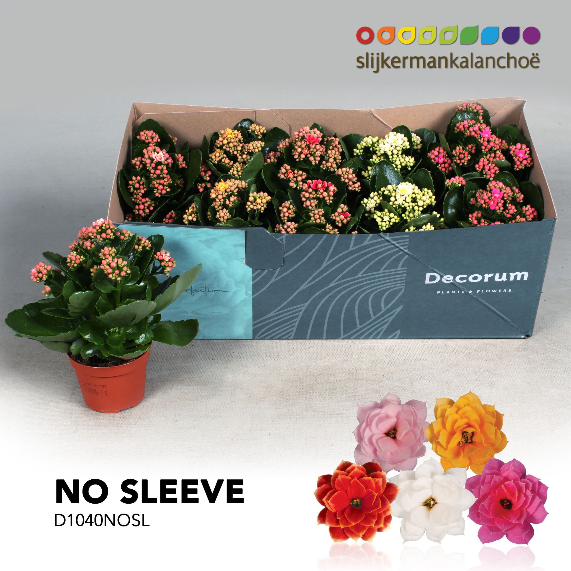 Kalanchoë No Sleeve - Serenity mix, D 10,5