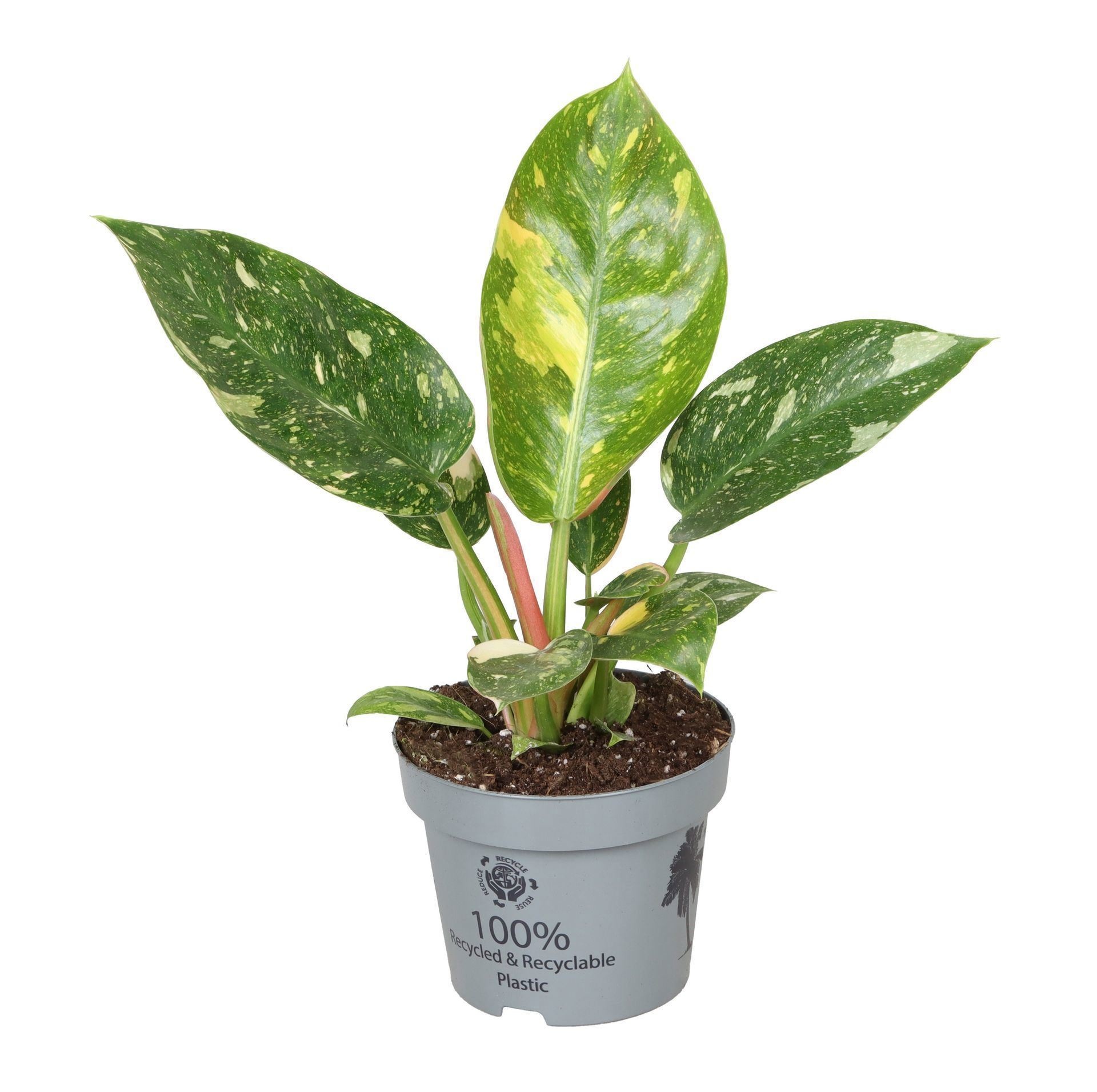 Philodendron Green Congo Variegata 12 cm, D 12