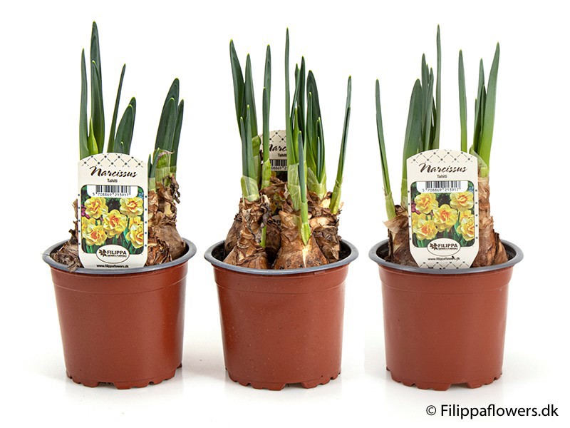 NARCISSUS INCOMPARABILIS 'TAHITI', D 11