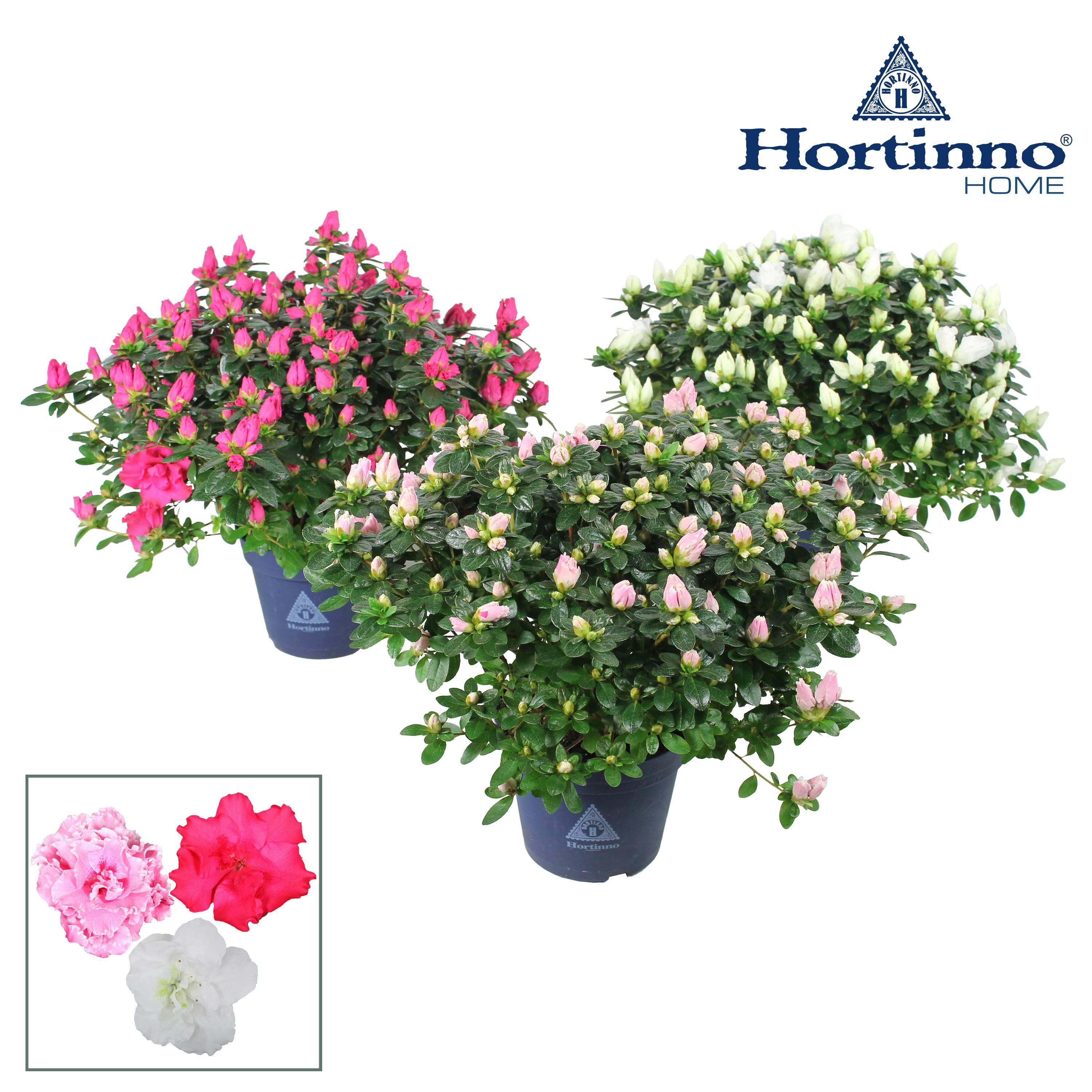 Hortinno® Home 'Classic Collection' 35 - 37 cm, D 15