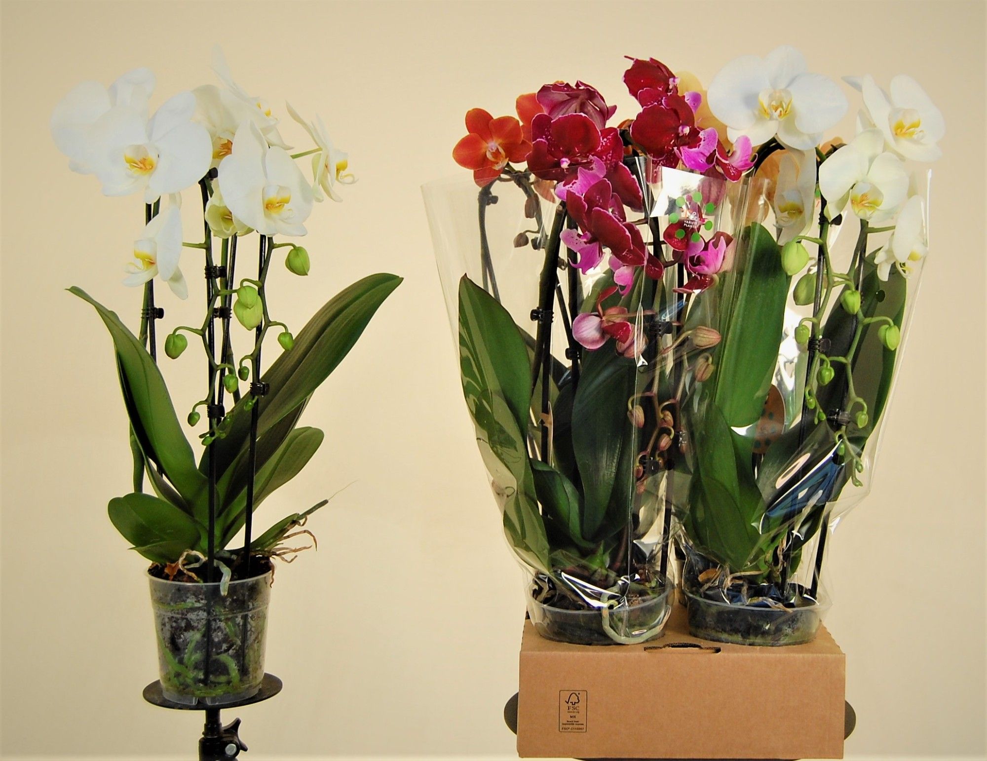 Cascade XL Mix 2 Tak, D 12