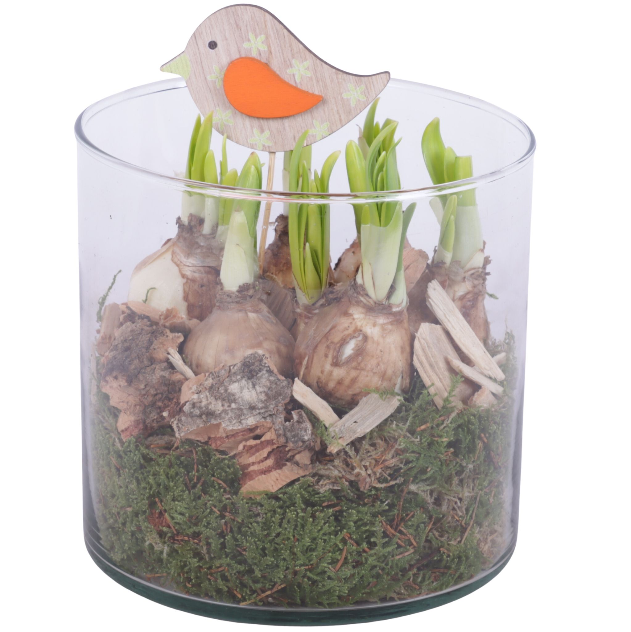 Bulbs Arr. Narcis Glass Vase Cylinder Ø15cm, D 15