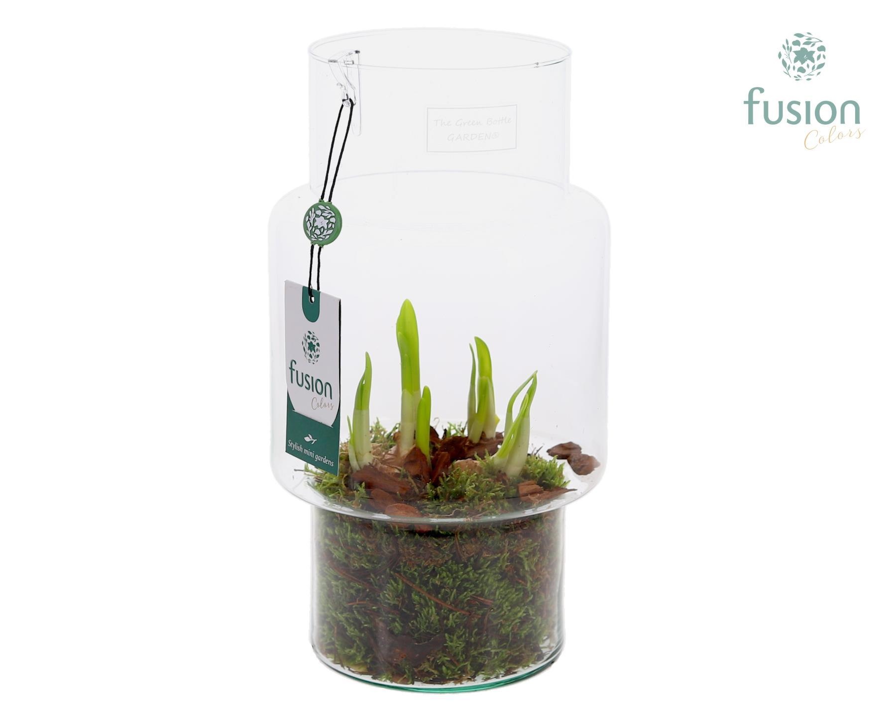 Green Bottle Sara Medium met Narcissus, D 16