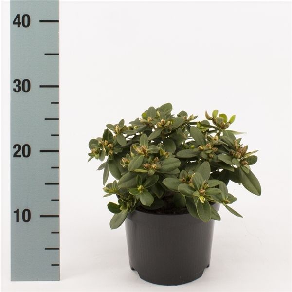 Rhododendron 'Shamrock', D 17