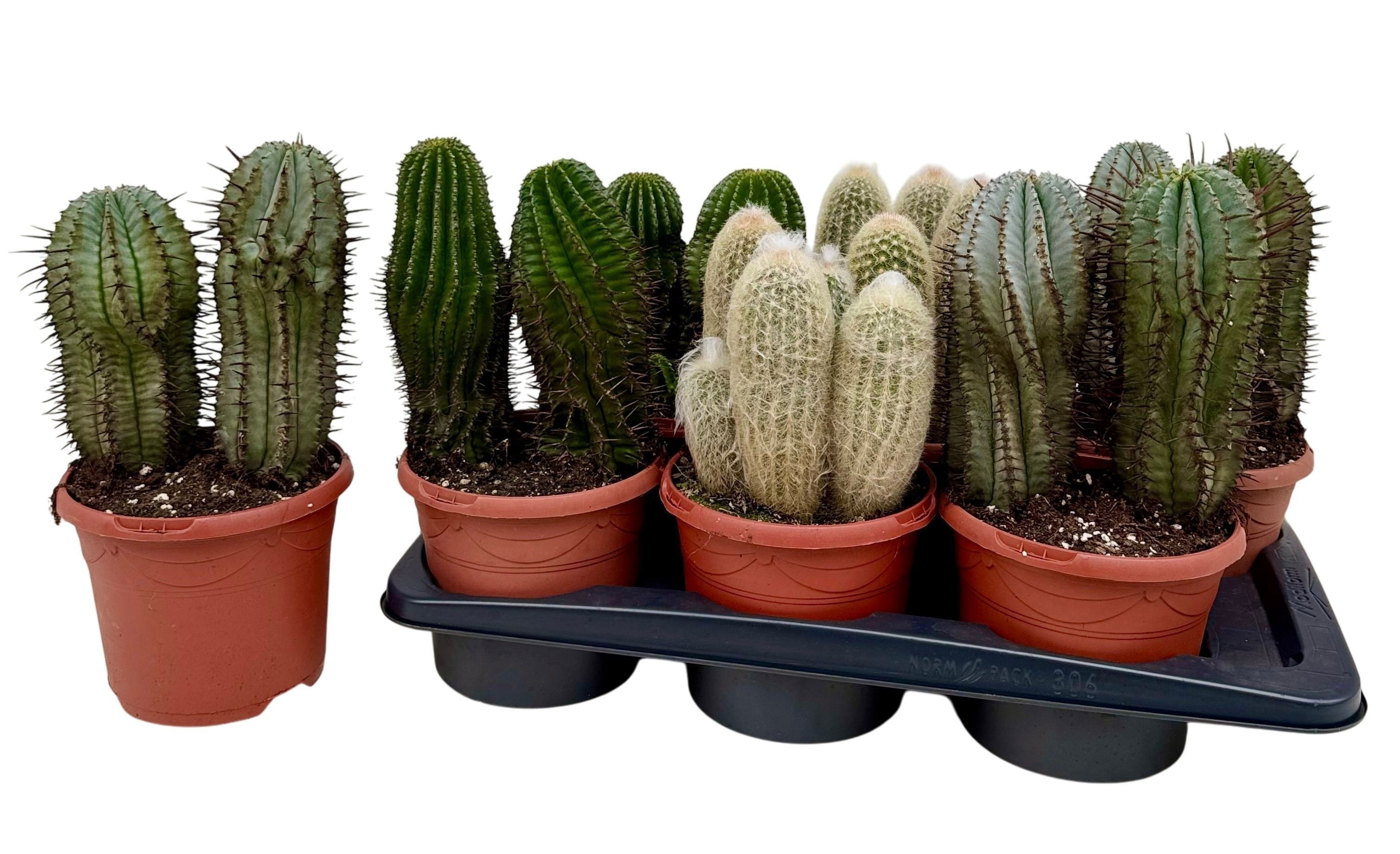 Cactus mix P17, D 17