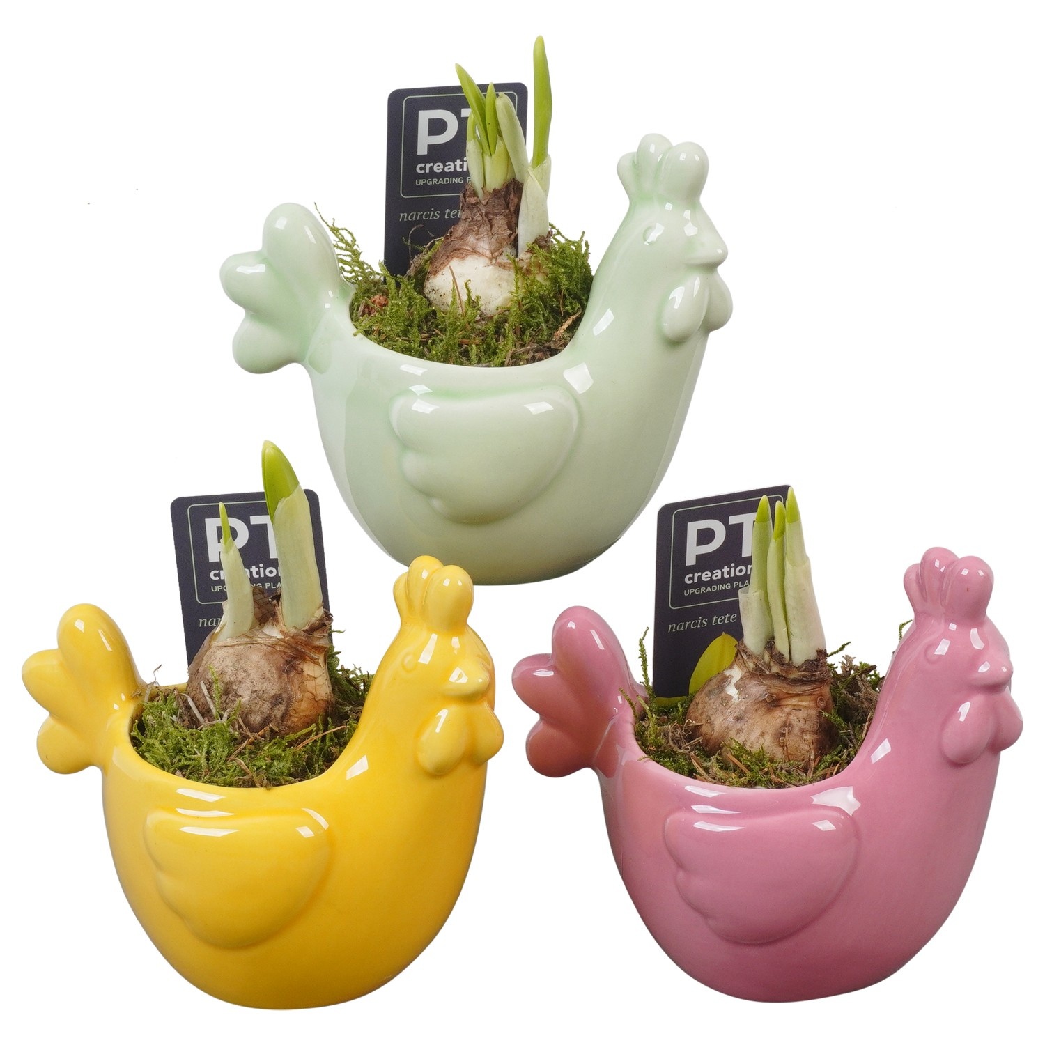 PTNP4536 Arrangement Narcissus Easter in keramiek kip, D 12