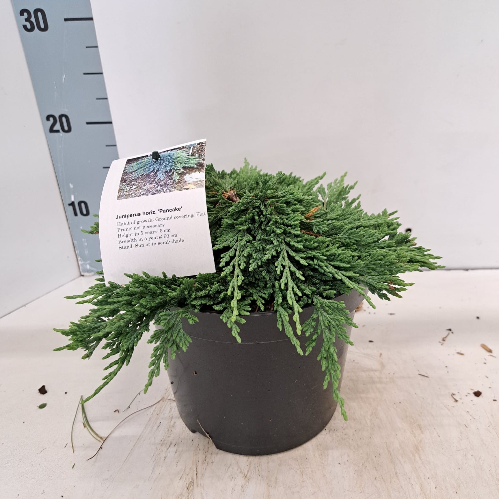 Juniperus horizontalis ‘Pancake’, D 19