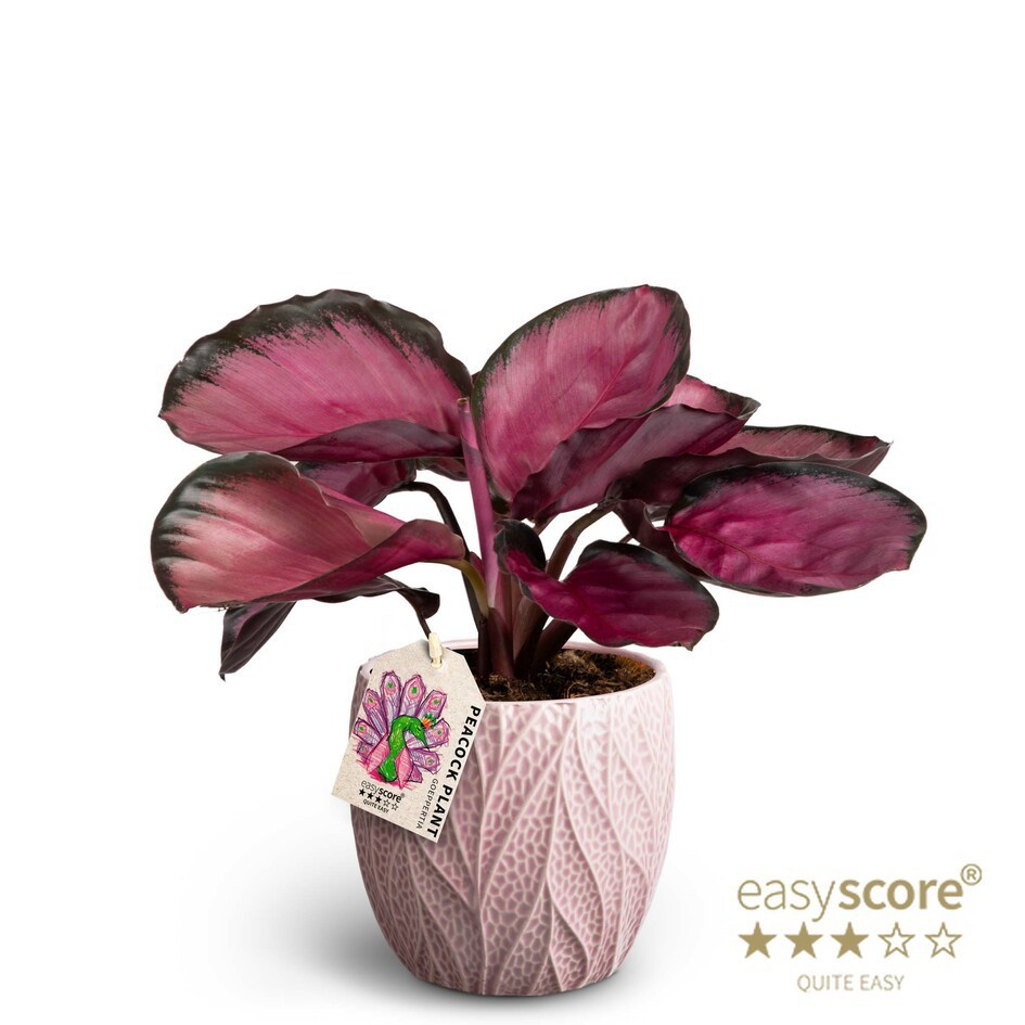 CALATHEA SPECIES 41110936 Leaf Rosa Rosey, D 12