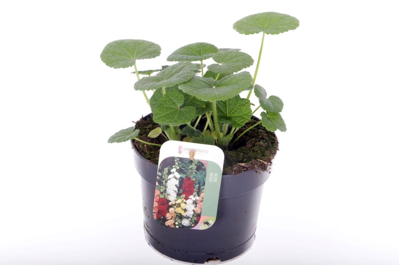 Alcea rosea Nigra, D 17