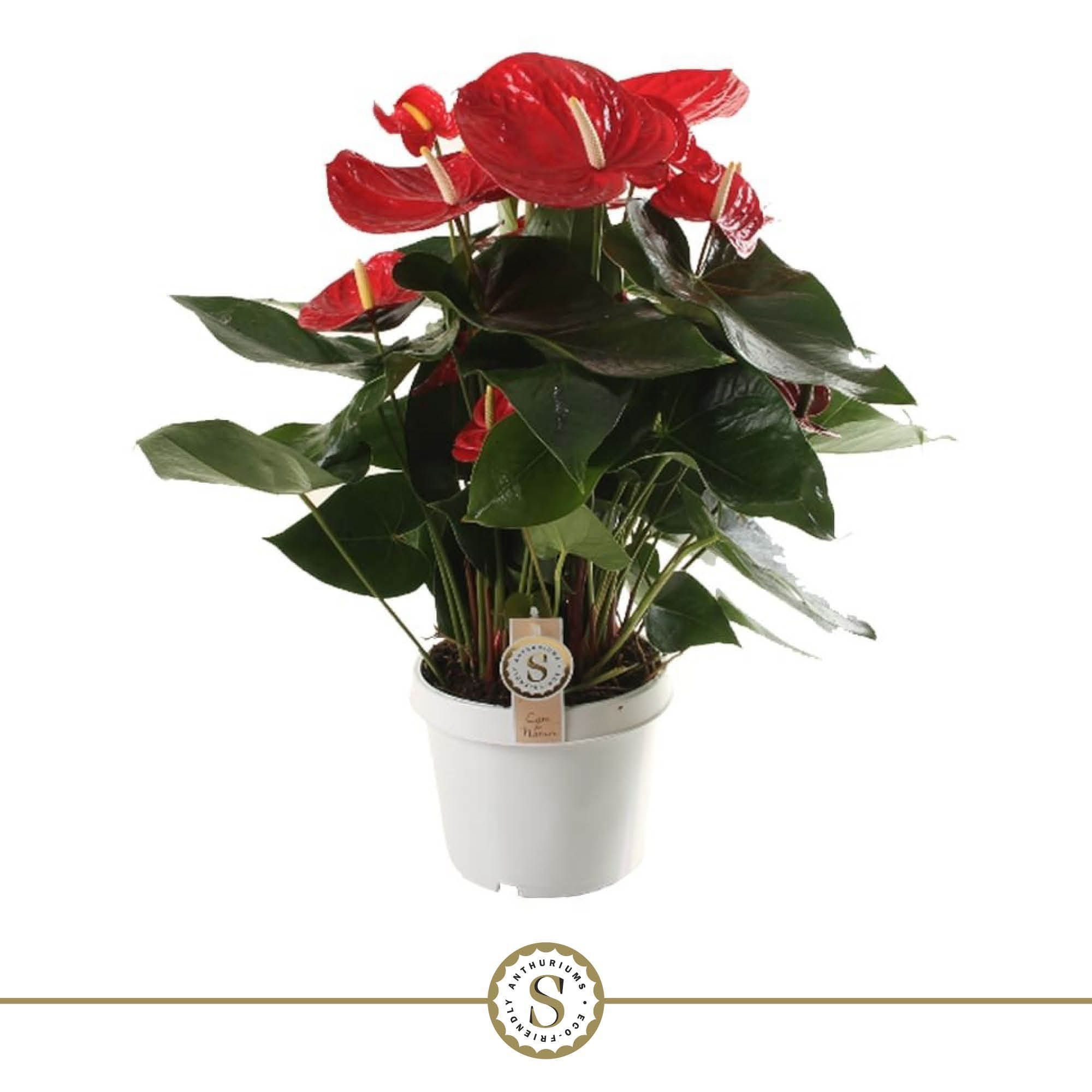 Anthurium Red Champion 21cm, D 21