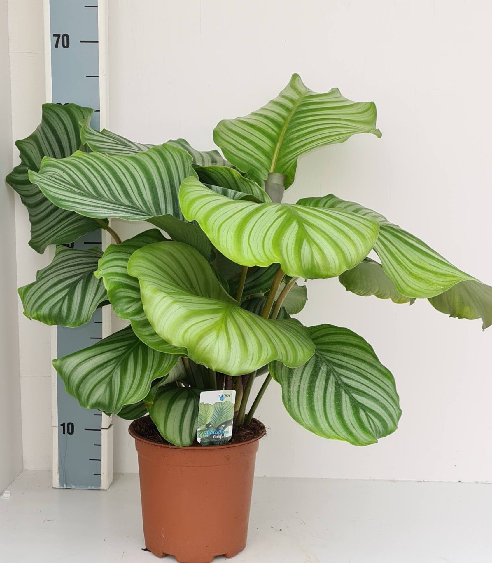 Calathea orbifolia, D 19