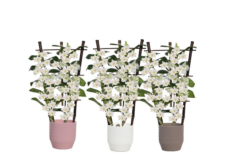 Tirza p12 scores mix Dendr Nobile Apollon 2T op rek, D 12