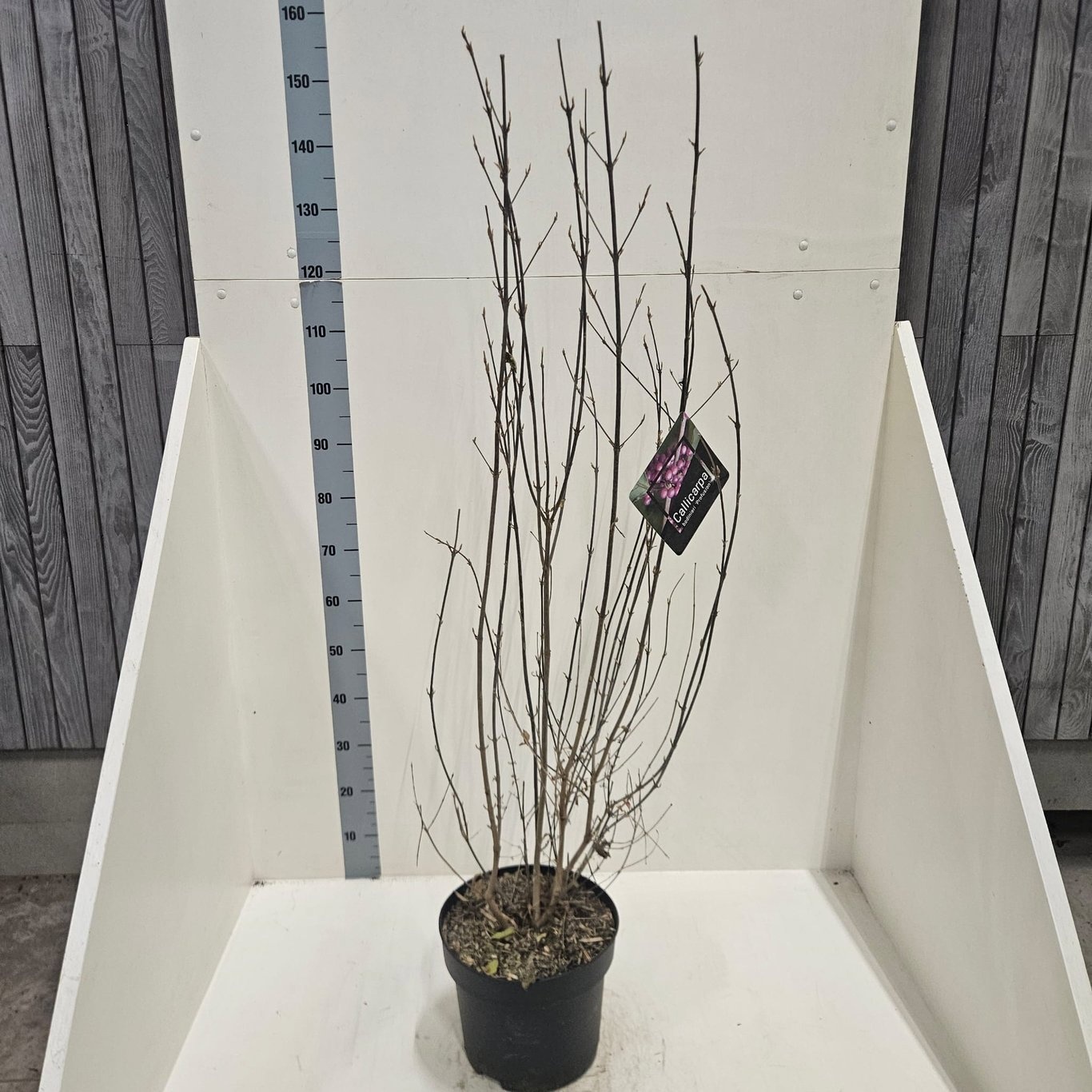 Callicarpa bod. 'Profusion', D 28