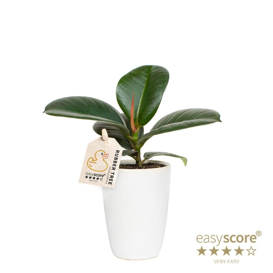 Classic White, Ficus elastica ´Sofia´, D 7