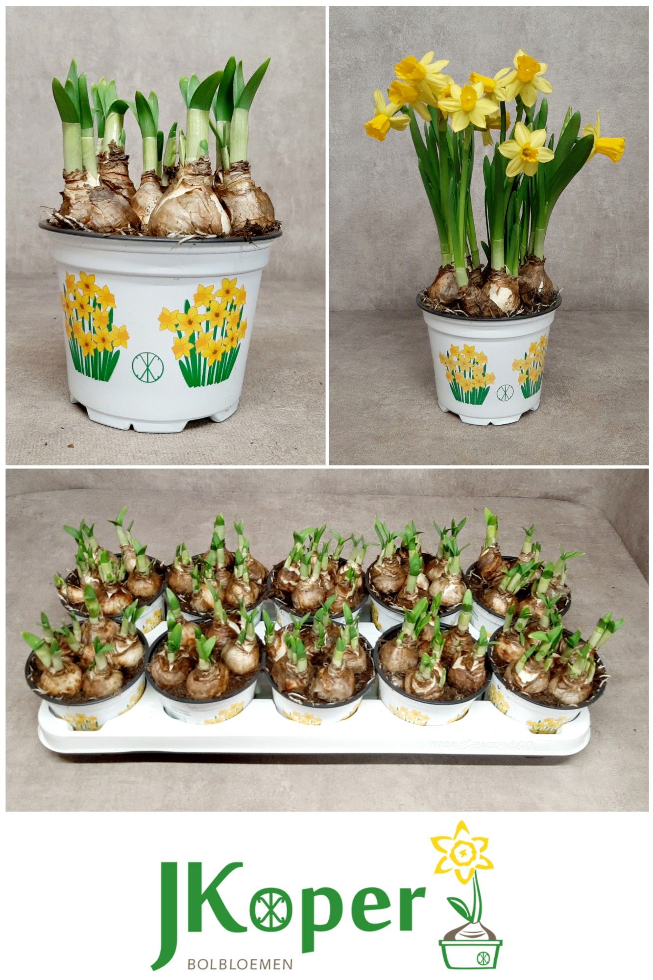 Narcis Tete a Tete 12 cm, D 12