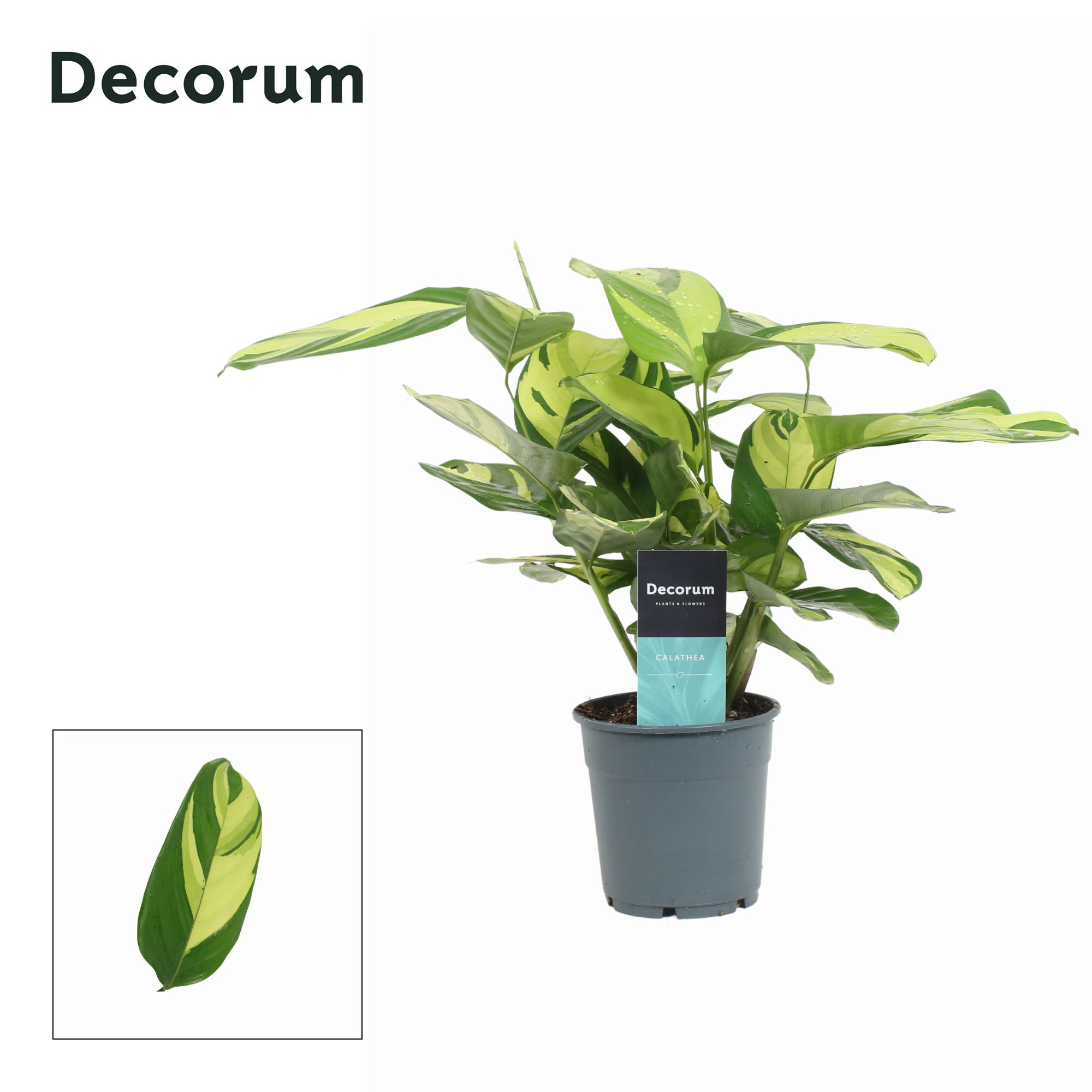 Calathea Pilosa (Decorum), D 12