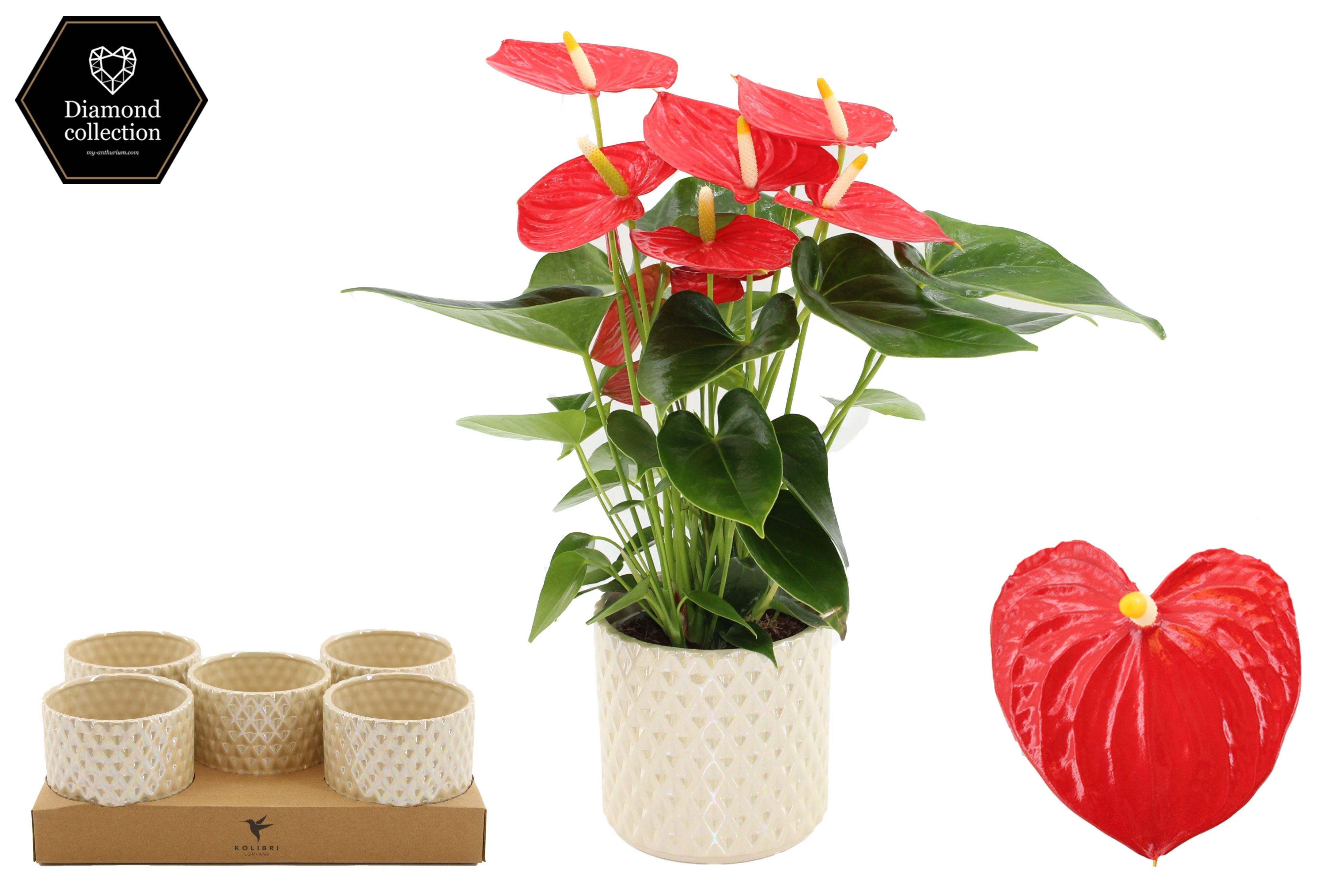 Anthurium 12 cm Esudo in Diamond Pearl Travertine ceramics, D 12