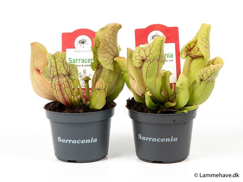 SARRACENIA PURPUREA 114 'VENOSA', D 9