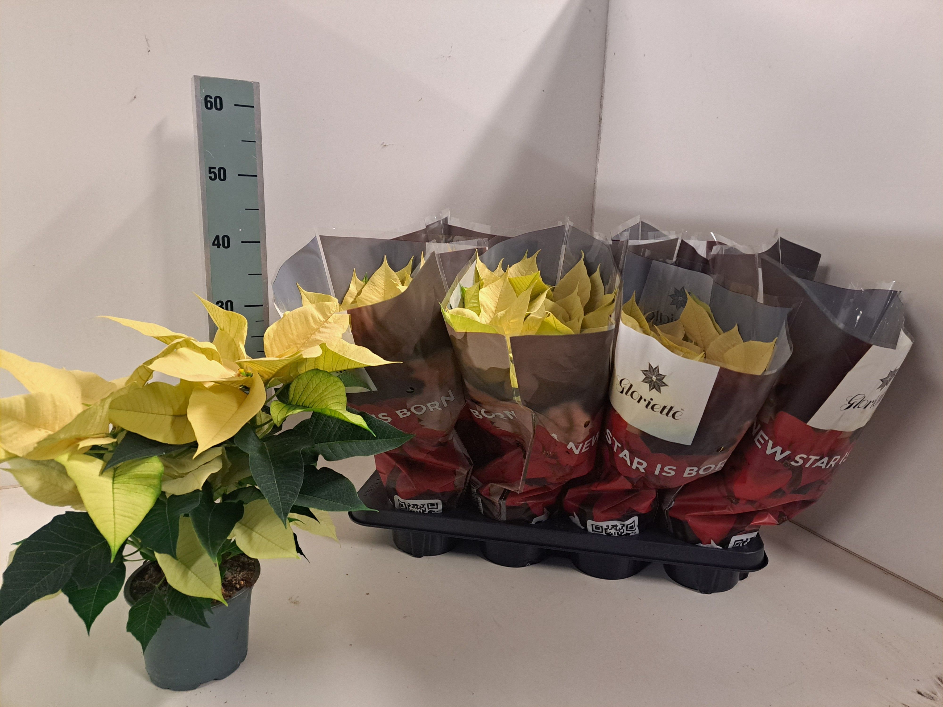 Poinsettia Gloriette Brilliant White P13, D 13 cm