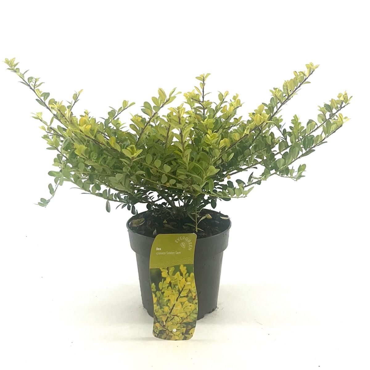 Ilex crenata 'Golden Gem', struik, D 17