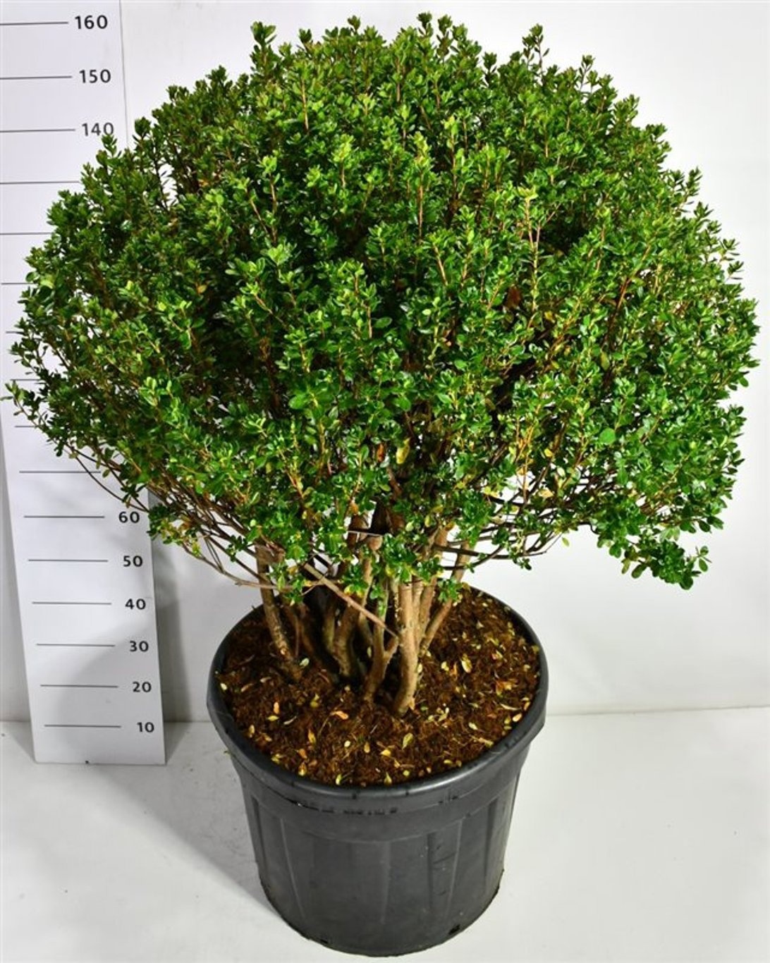 Rhododendron (AJ) 'Rosebud', D 80