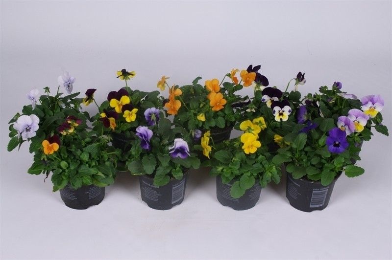 Viola Cornuta Grp mixkar, D 9