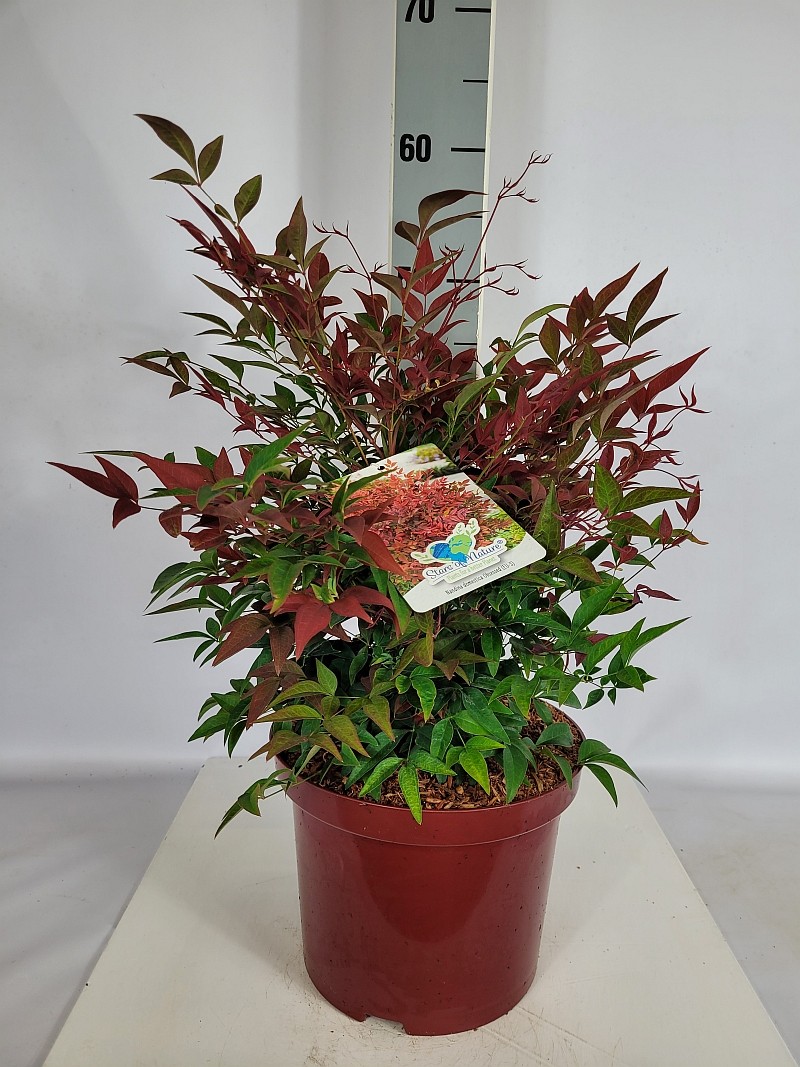 Nandina domestica 'Obsessed' (S) C5 30-40, D 23