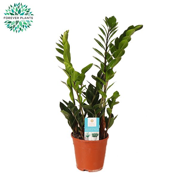 Zamioculcas p14, D 14