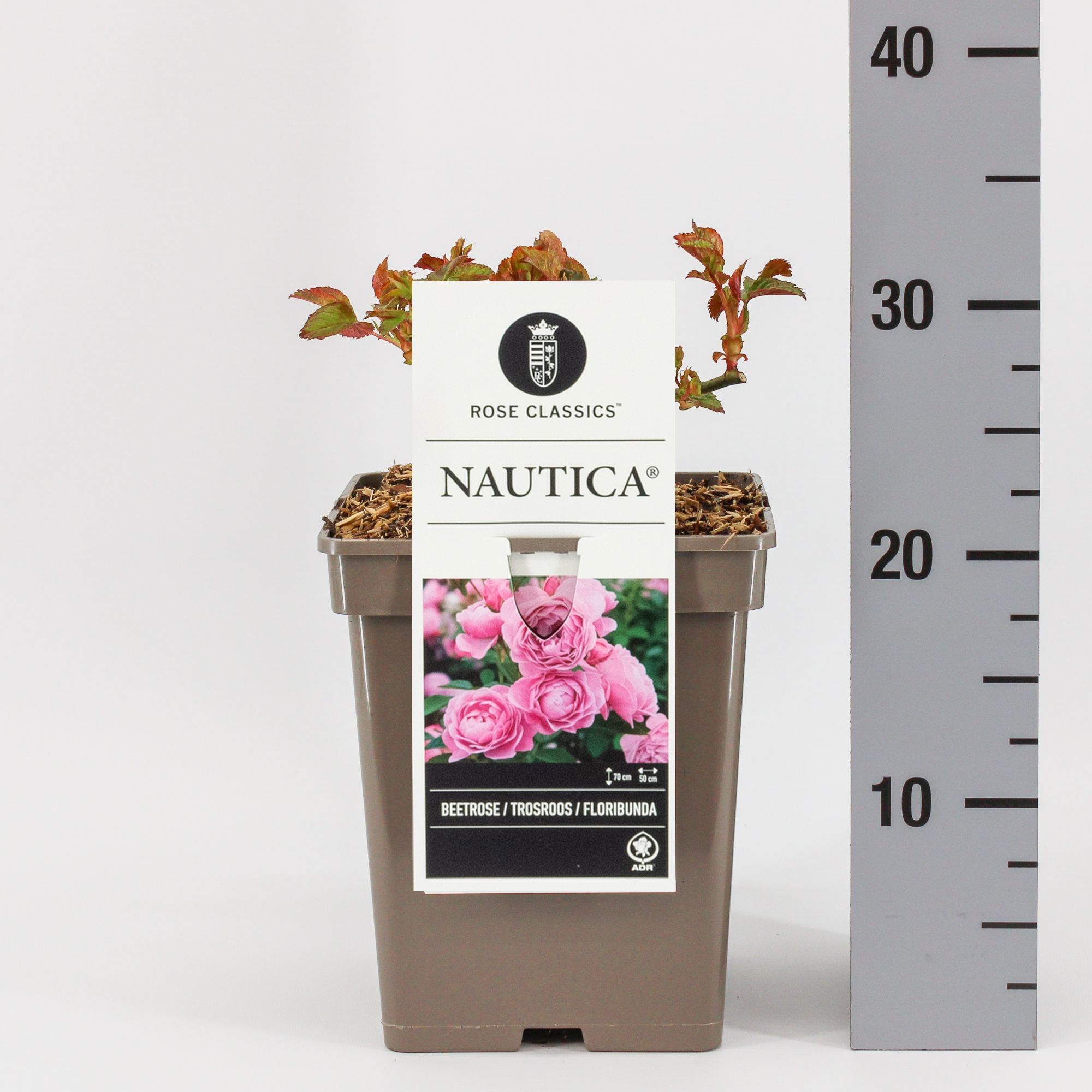 Rosa (F) Nautica ®, C5, D 23