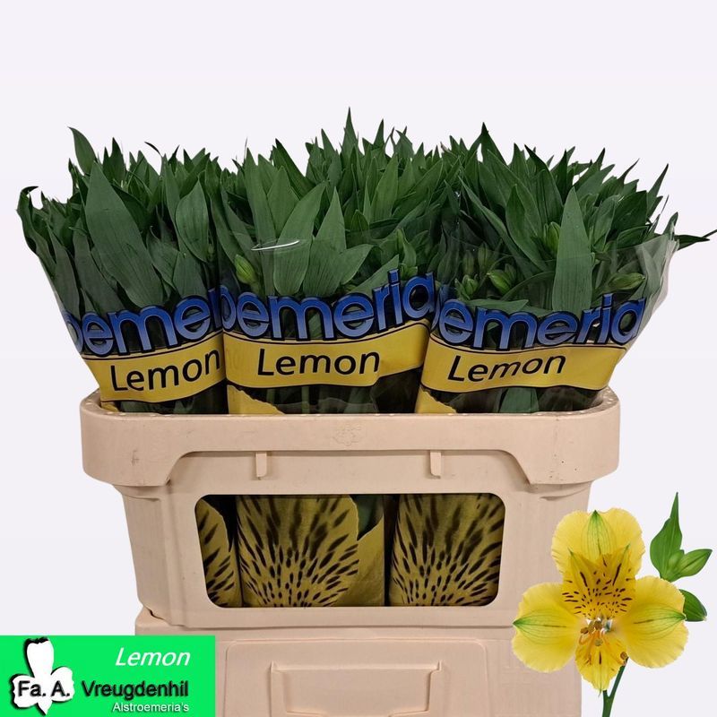 Альстромерия Лемон (желт.), шт.