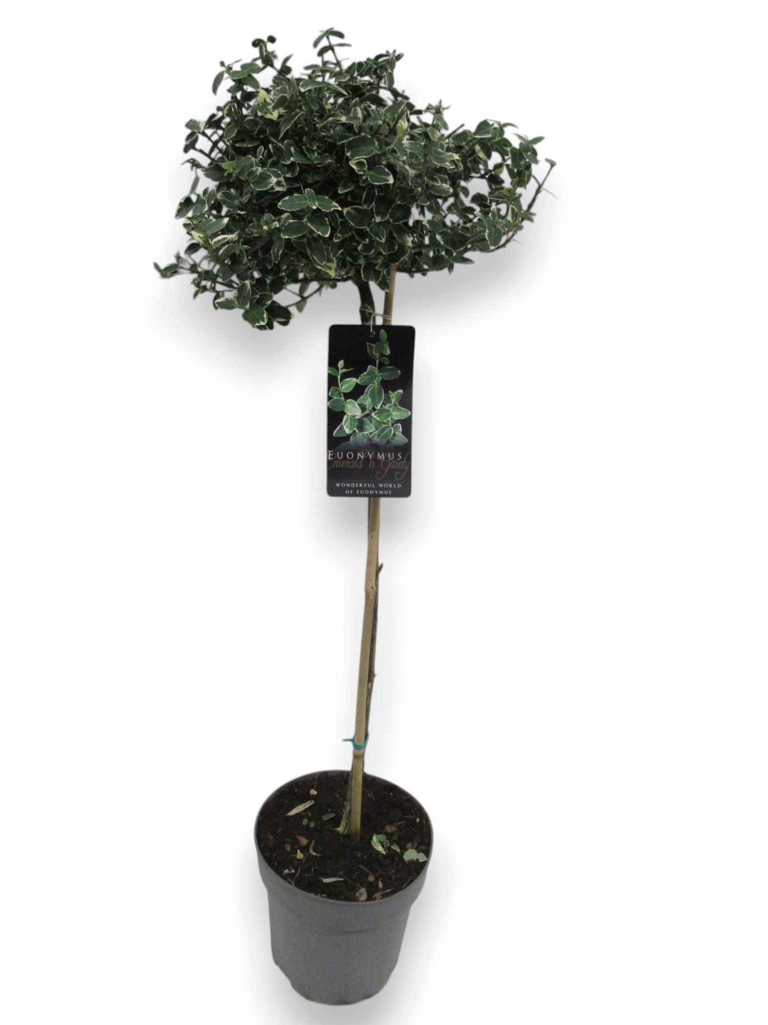 Euonymus fortunei 'Emerald Gaiety' C4/P21, D 21