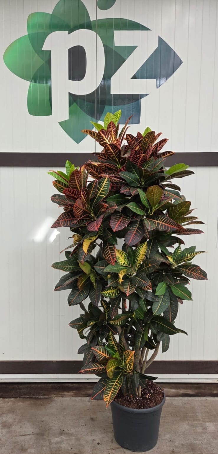 Croton Petra vertakt pot 36, D 36