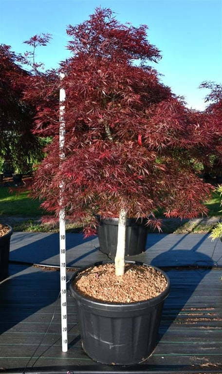 Acer pal. 'Stella Rossa', D 80