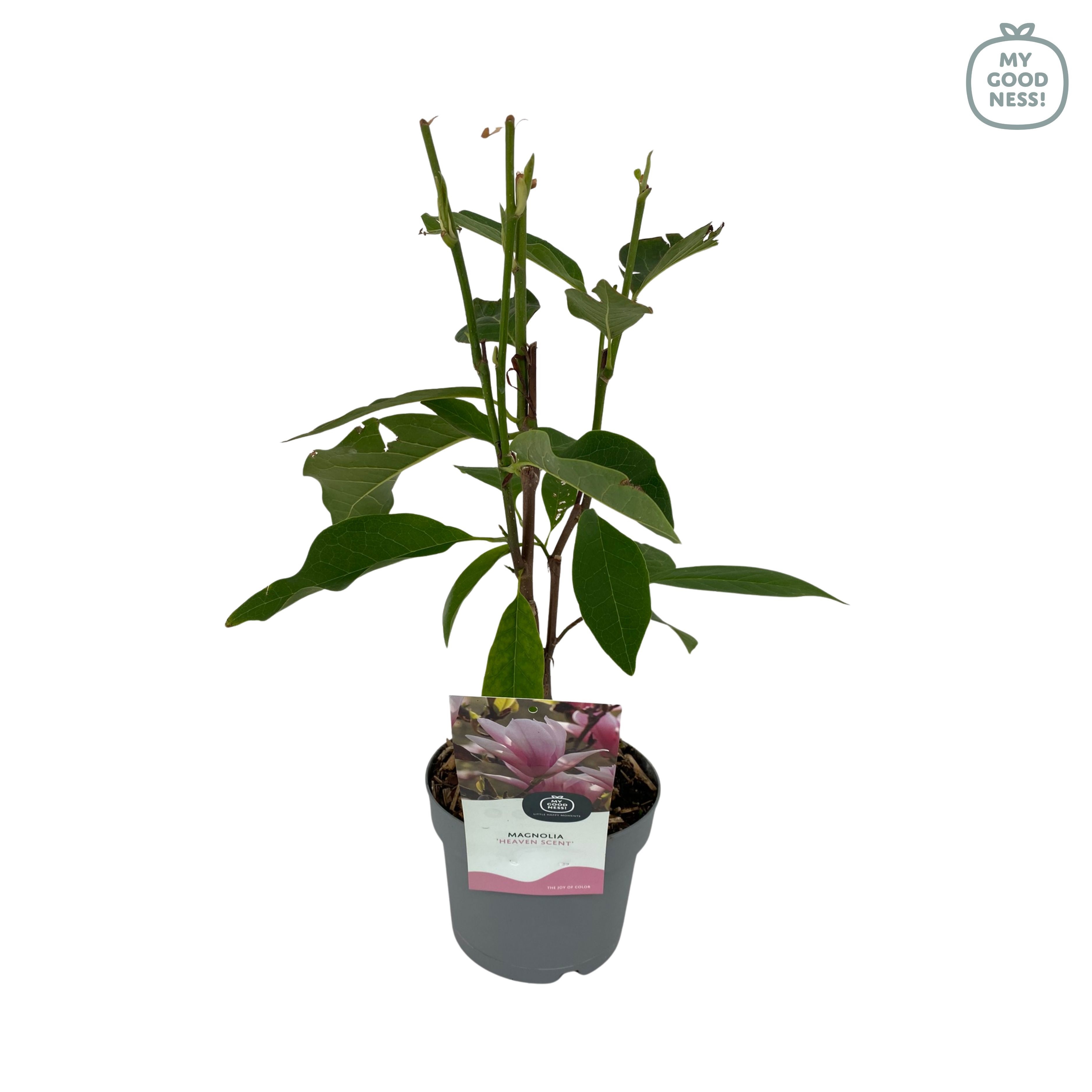 Magnolia p17 'Heaven Sent', D 17