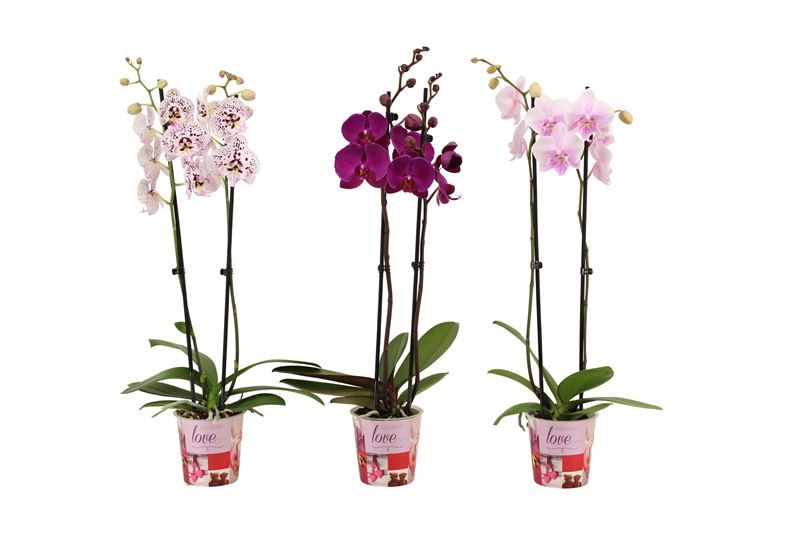Potcover p12 I love you Phal mix 2T18+, D 12