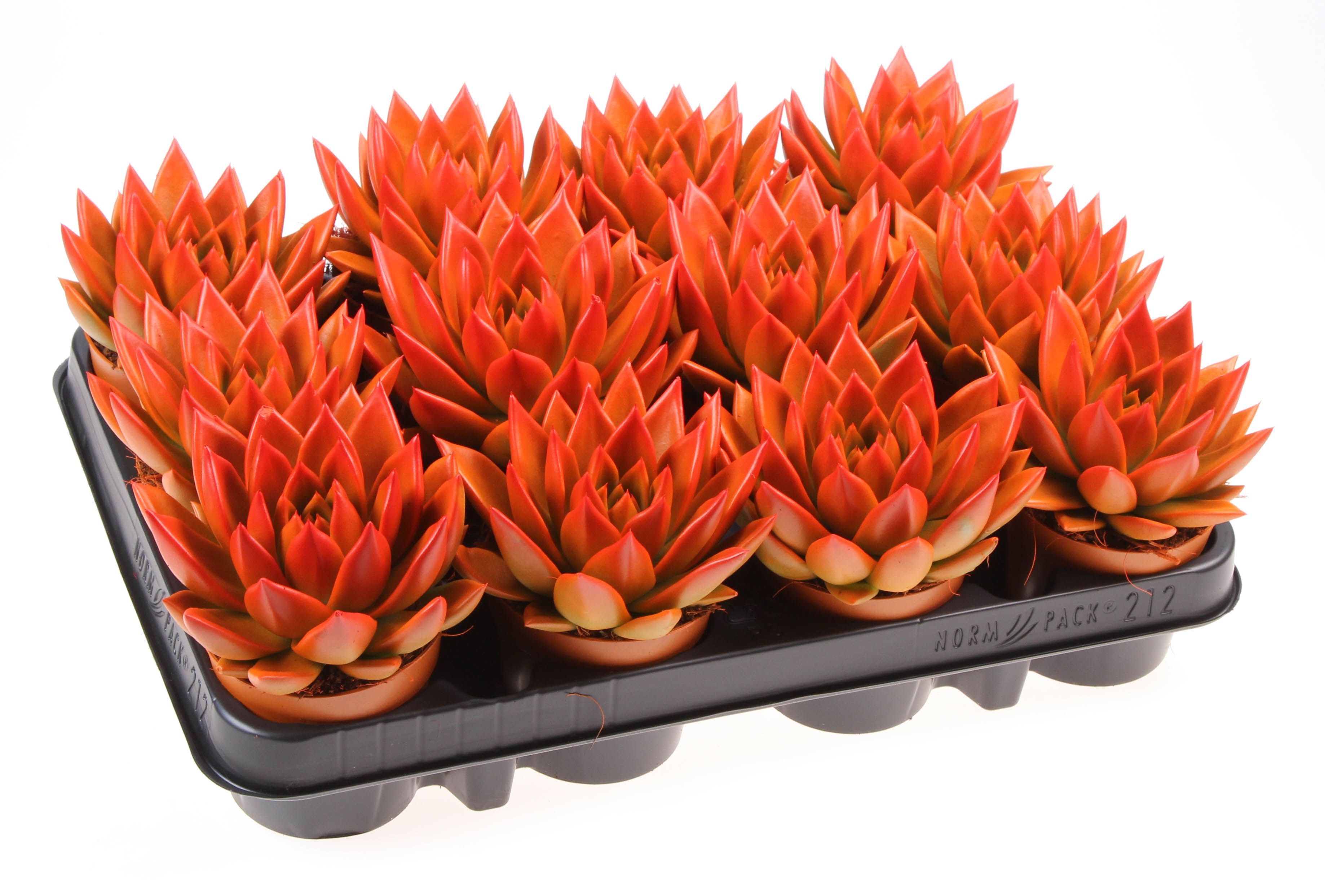 Rainbow bicolor orange + red point, D 8,5