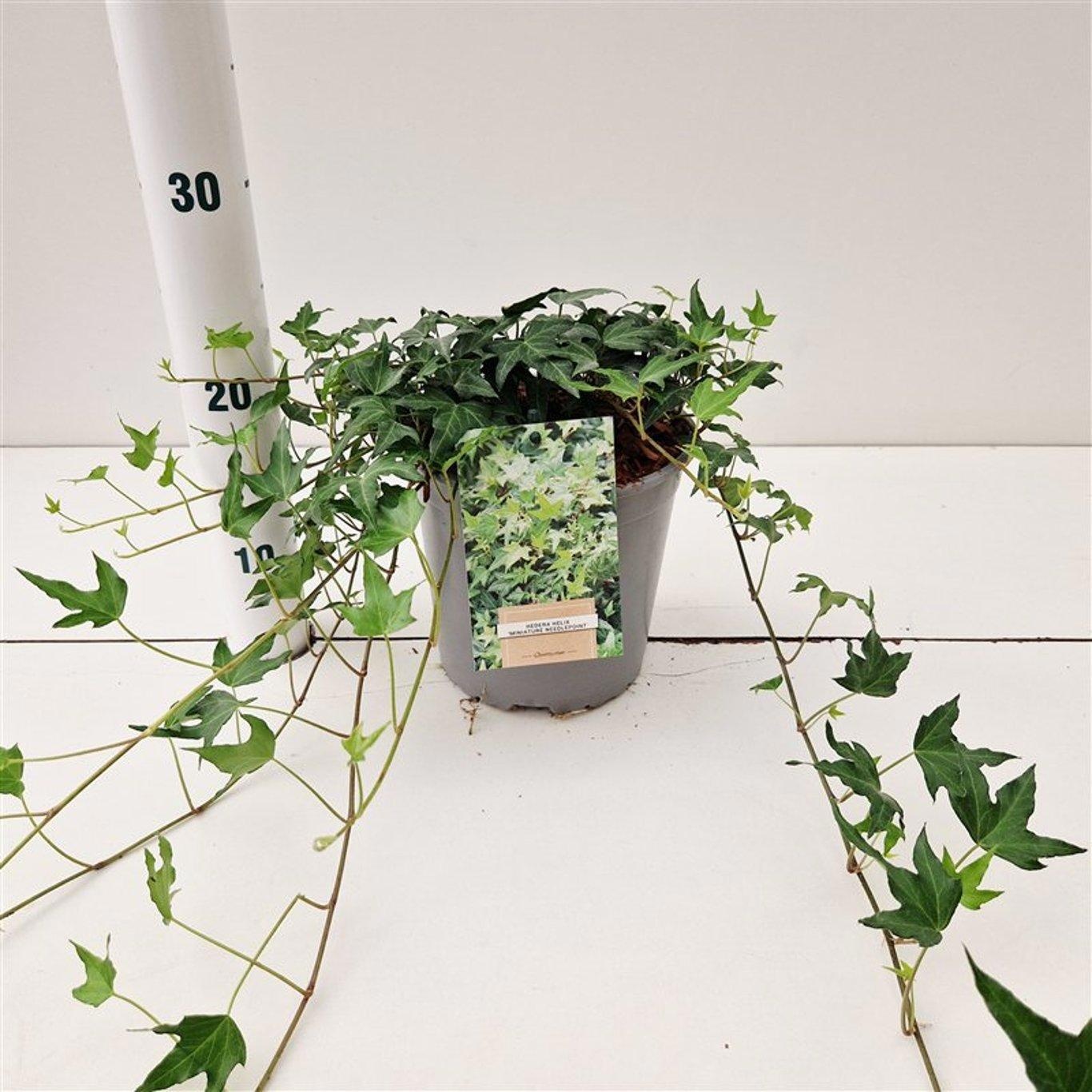 Hedera hel. ‘Miniature Needlepoint’, D 17