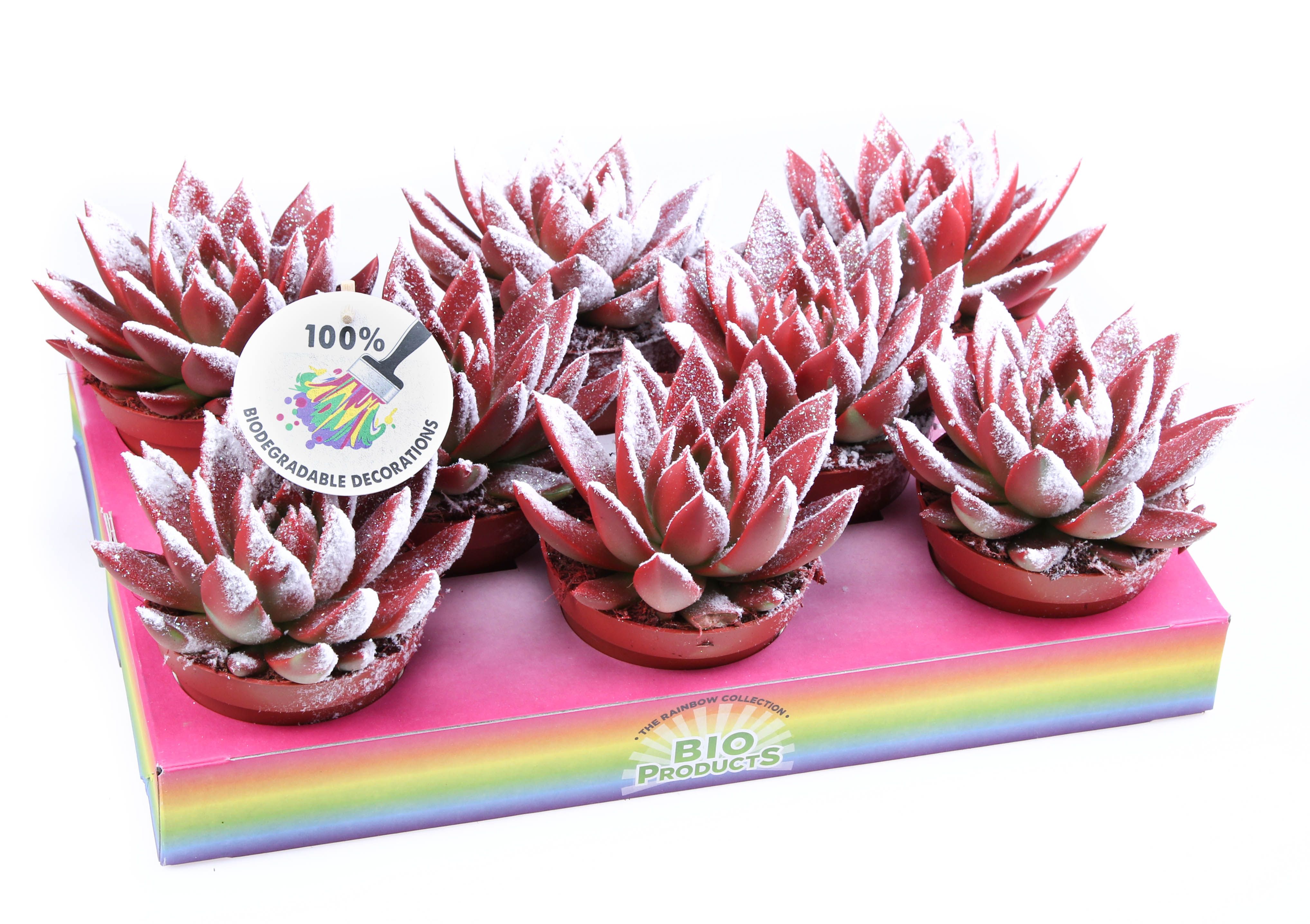 Miranda snowy + bio snow, D 10,5