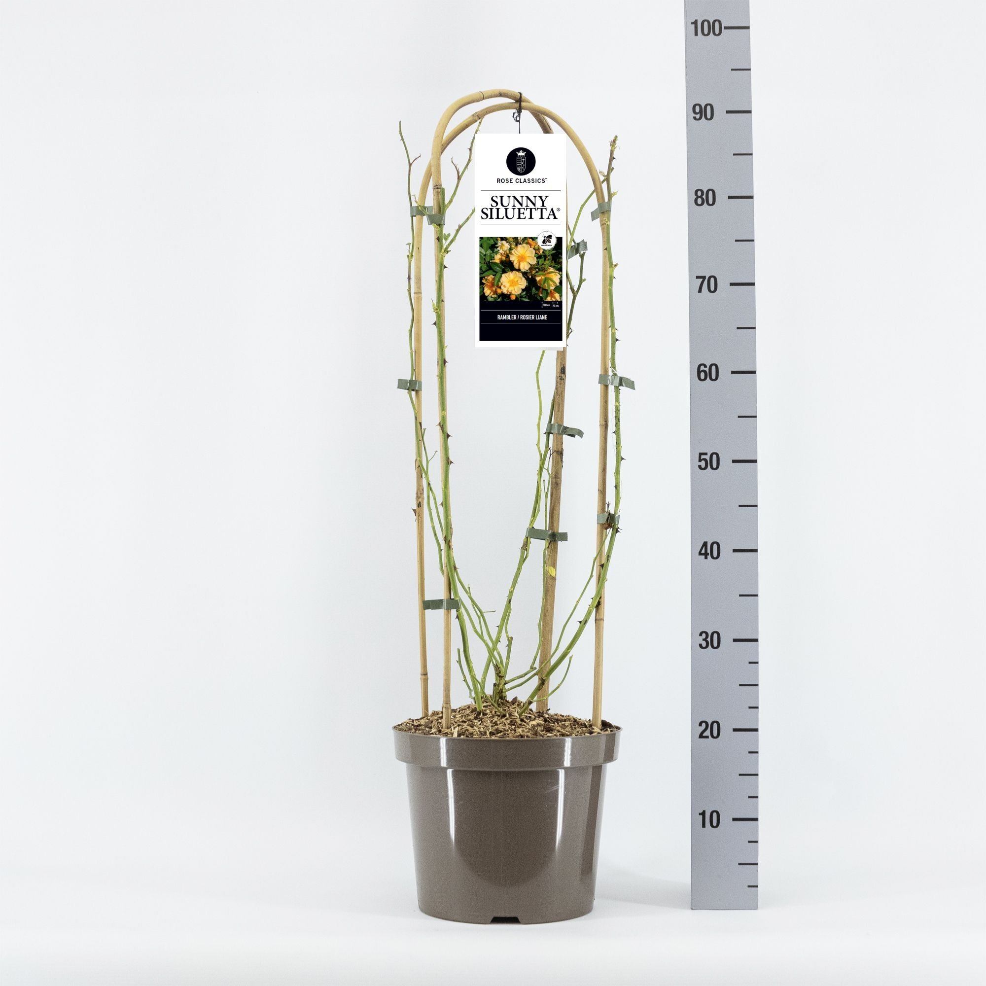 Rosa Rambler Sunny Siluetta ®, C7.5, met bogen, D 26