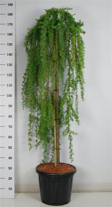 Larix kaempf. 'Stiff Weeper', D 38