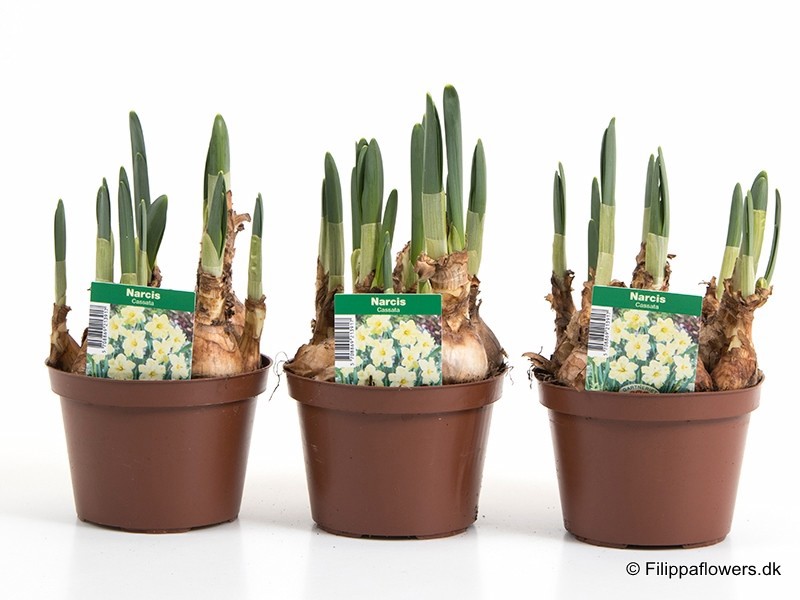 NARCISSUS INCOMPARABILIS 'CASSATA', D 11