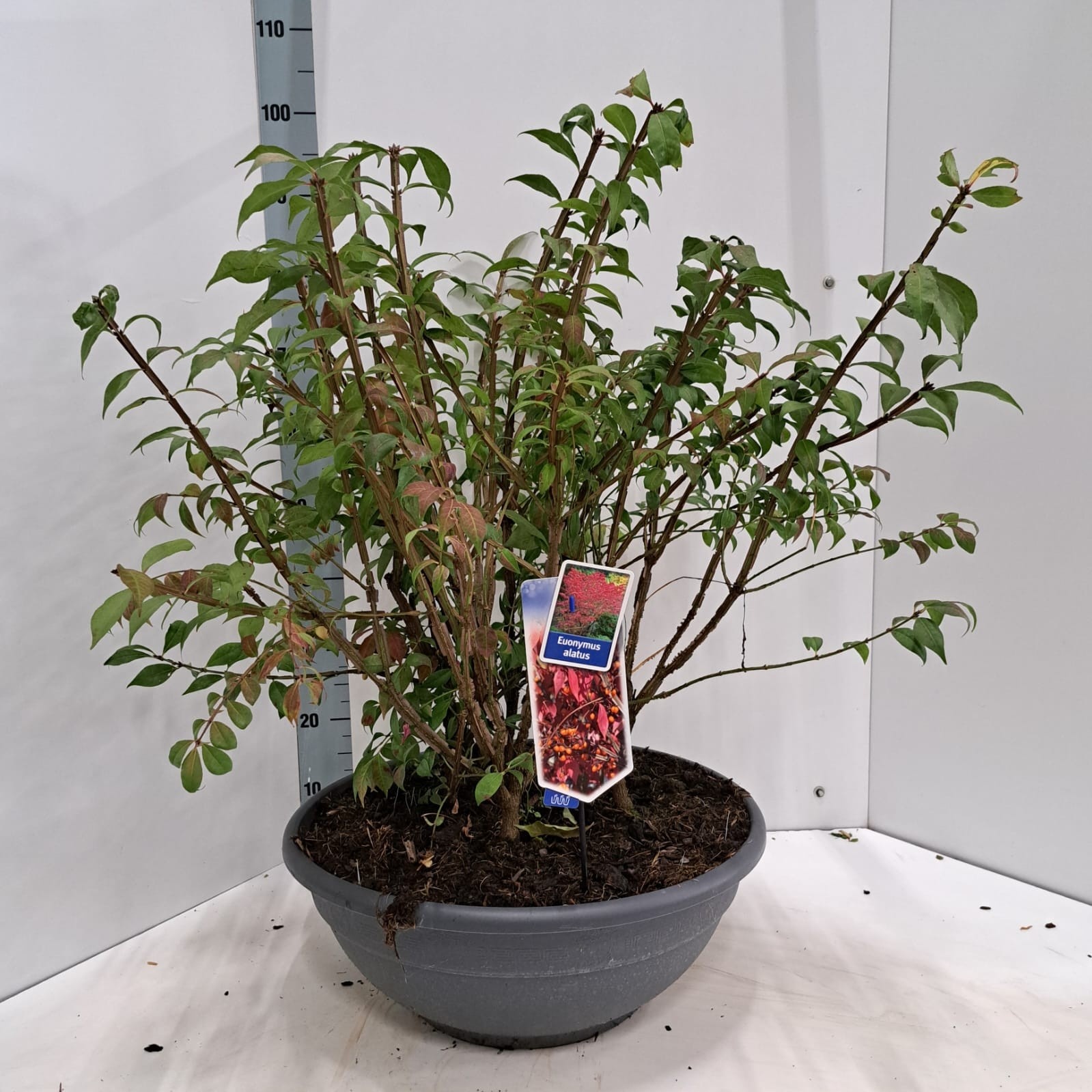 Euonymus alatus - Schaal, D 50