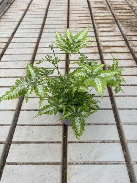 PTERIS ENSIFORMIS, D 11