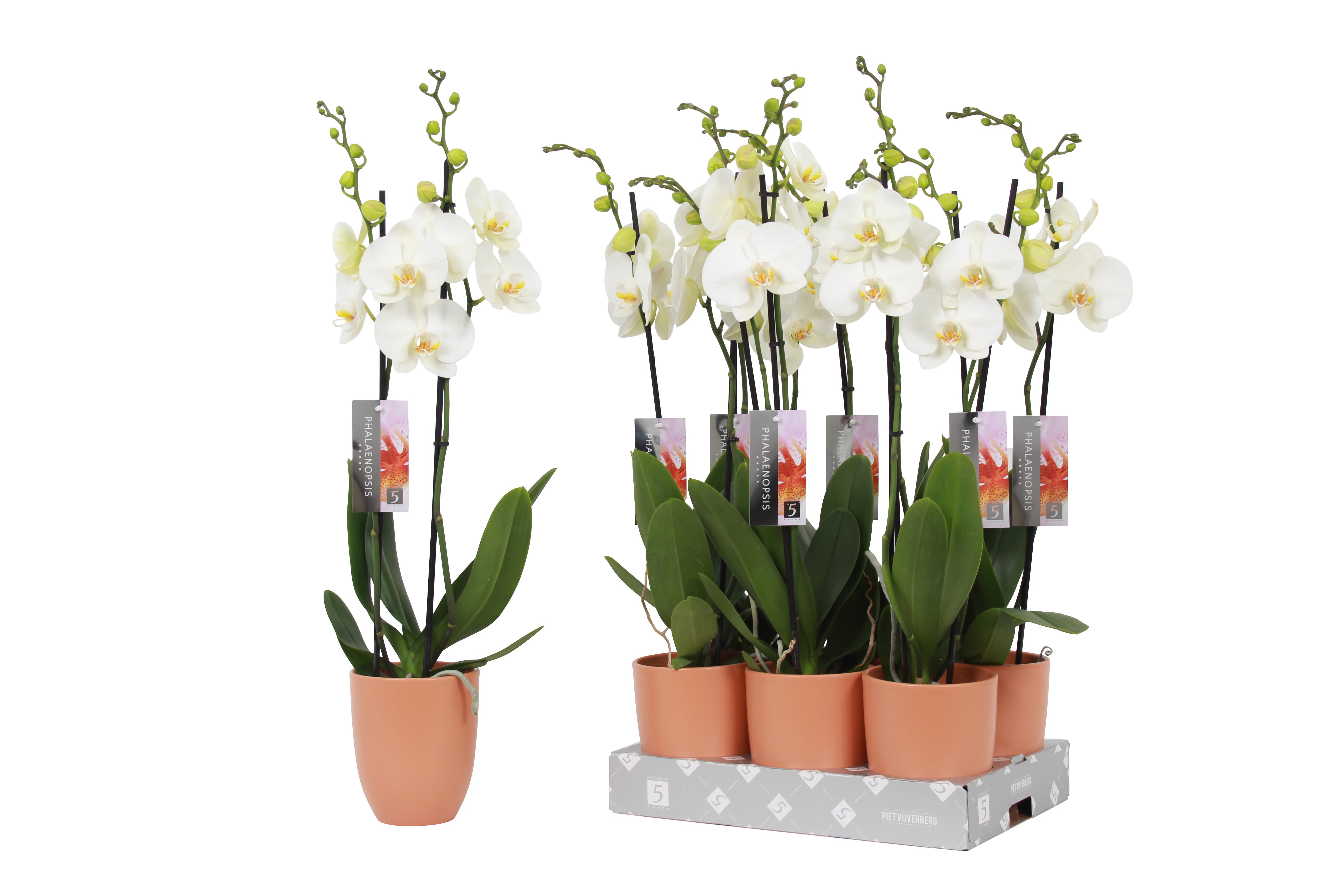 Phalaenopsis White, 2-spike Orange Ceramics, D 12
