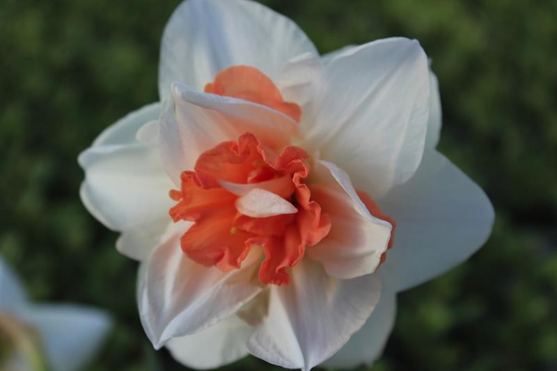 NARCISSUS INCOMPARABILIS 'MY STORY', D 11