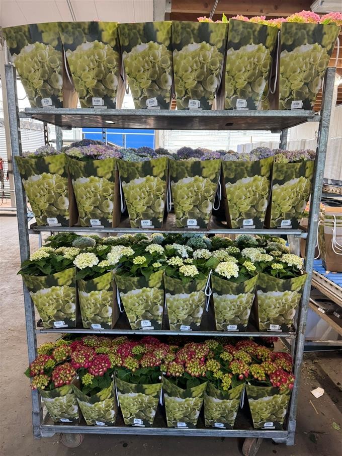 790 VDBE : Pot 14 cm HYDRANGEA mix colors +6 bloemen in luxe draagtas, D 14