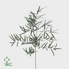 Аспарагус Фалькатус 80, шт.