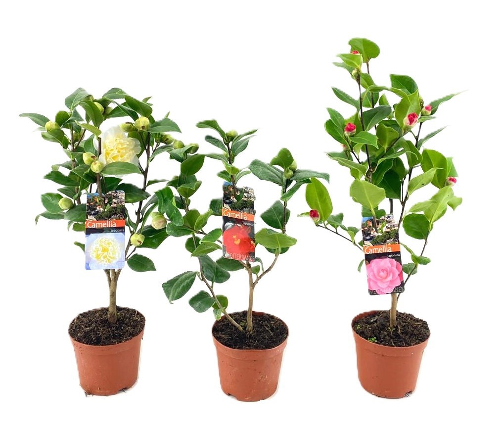 Camellia japonica, D 13