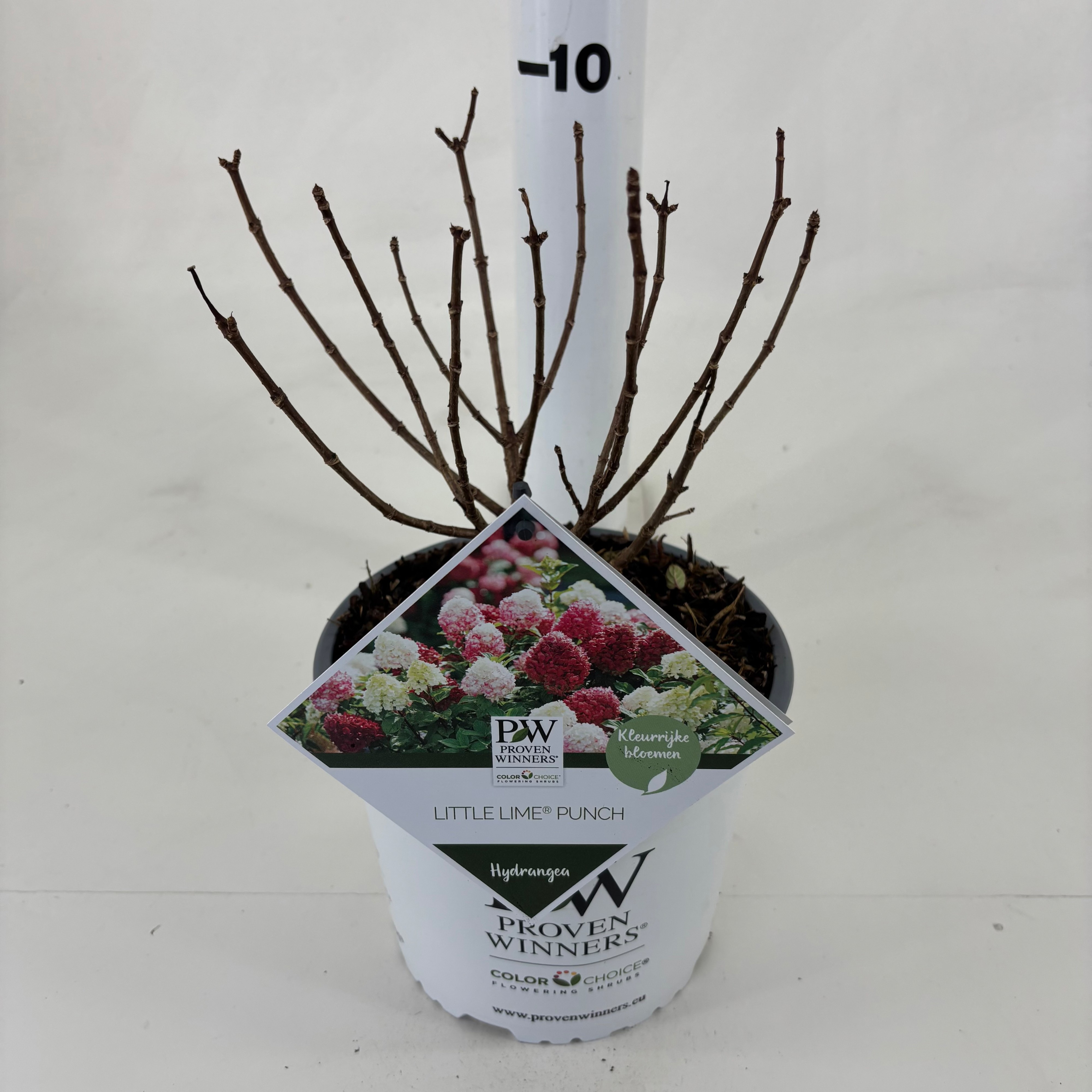 Hydrangea paniculata 'Little Lime Punch' ®, D 19